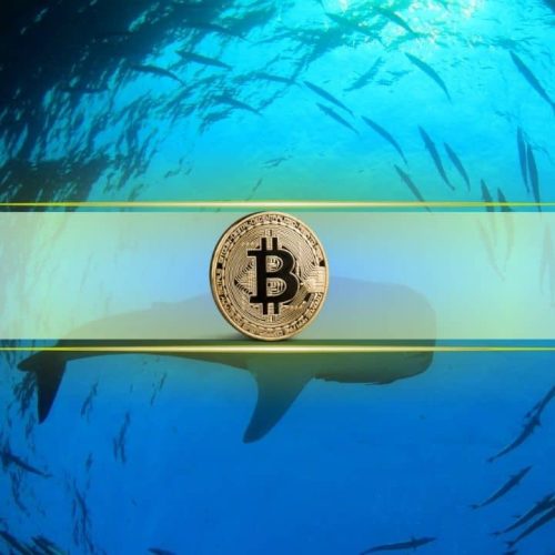 Bitcoin Whales Add 20K BTC Post-Dip: Historical Data Hints at Upward Price Momentum
